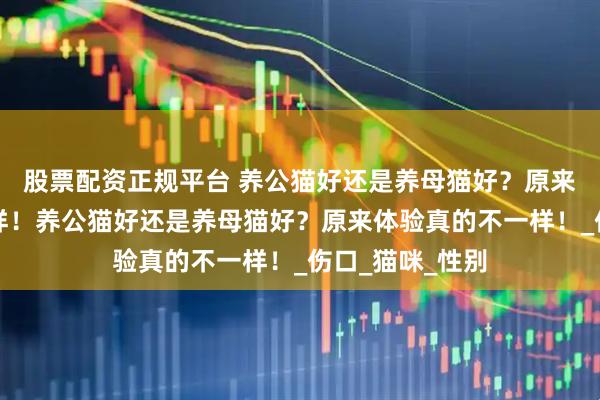 股票配资正规平台 养公猫好还是养母猫好？原来体验真的不一样！养公猫好还是养母猫好？原来体验真的不一样！_伤口_猫咪_性别