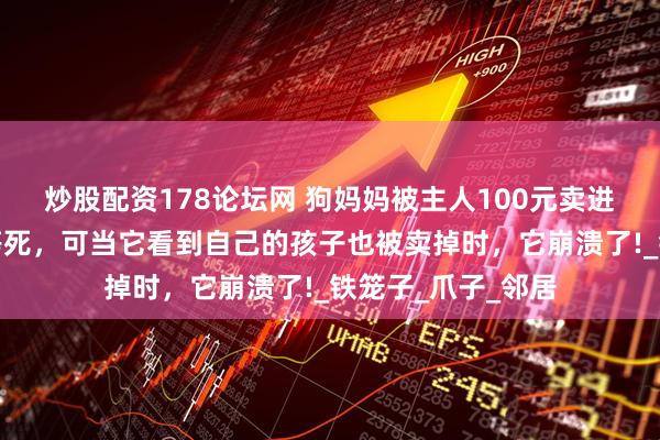 炒股配资178论坛网 狗妈妈被主人100元卖进屠宰场，它认命等死，可当它看到自己的孩子也被卖掉时，它崩溃了!_铁笼子_爪子_邻居