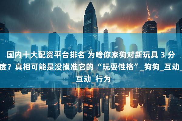 国内十大配资平台排名 为啥你家狗对新玩具 3 分钟热度？真相可能是没摸准它的 “玩耍性格”_狗狗_互动_行为